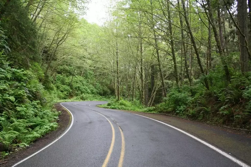 Carretera que gira entre árboles en un bosque